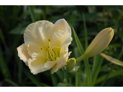 Hemerocallis