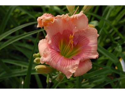 Hemerocallis