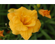 Hemerocallis Lacy Doily