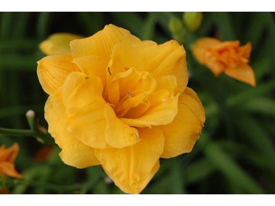 Hemerocallis