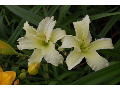 Hemerocallis