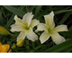 Hemerocallis