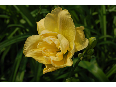 Hemerocallis