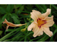 Hemerocallis Lynn Hall