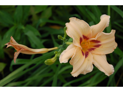 Hemerocallis