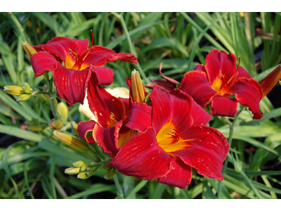 Hemerocallis