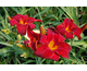 Hemerocallis Oriental Ruby