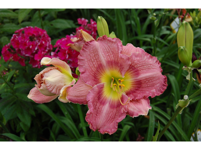 Hemerocallis