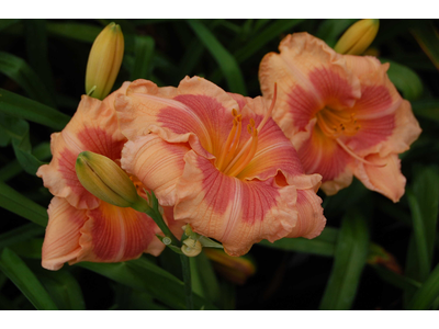 Hemerocallis