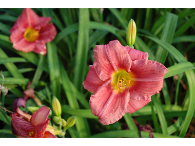 Hemerocallis