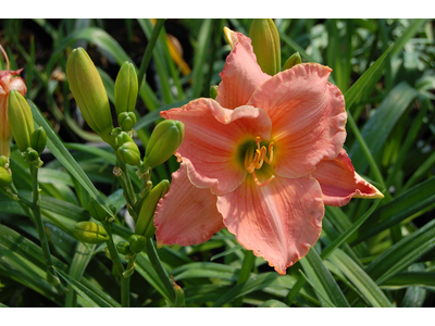 Hemerocallis