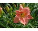 Hemerocallis