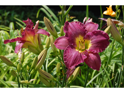 Hemerocallis