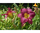 Hemerocallis