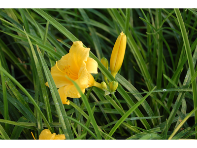 Hemerocallis