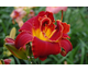 Hemerocallis