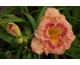 Hemerocallis