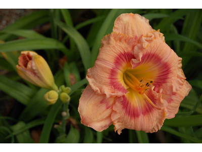 Hemerocallis