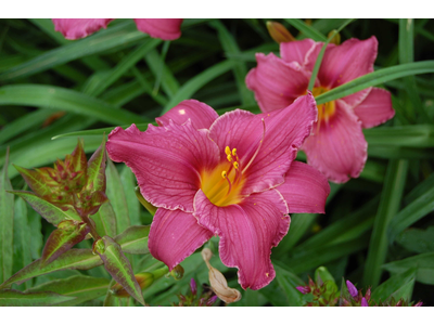 Hemerocallis