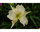 Hemerocallis White Temptation