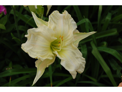 Hemerocallis