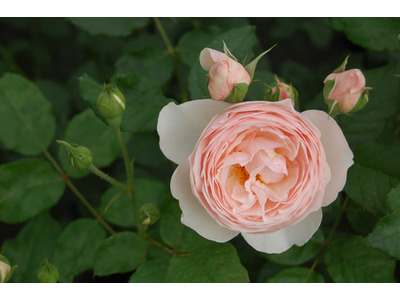 Rosa