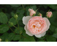 Rosa Heritage