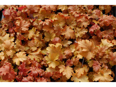 Heuchera