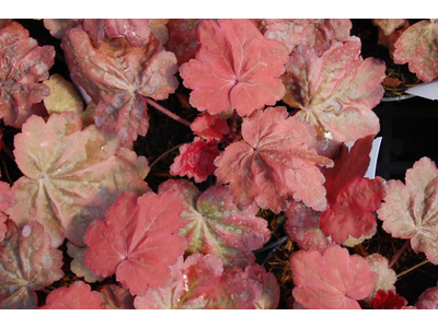 Heuchera