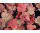 Heuchera Autumn Leaves ®