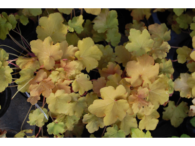 Heuchera