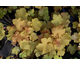 Heuchera