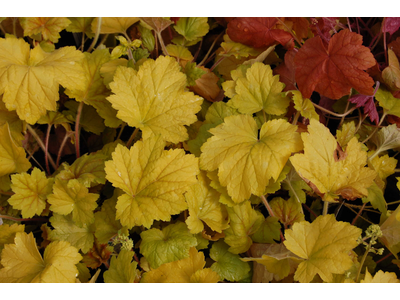 Heuchera