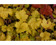 Heuchera Electra ®