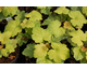 Heuchera Electric Lime ®