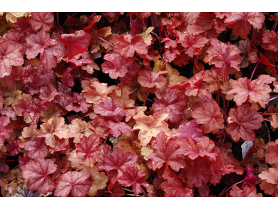 Heuchera