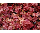 Heuchera Encore ®