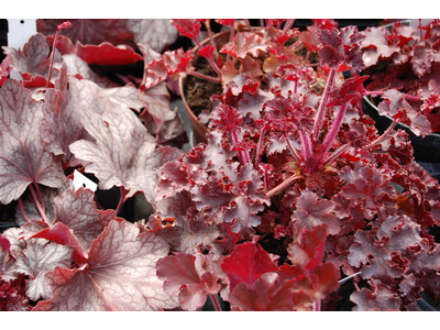 Heuchera