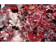 Heuchera Melting Fire