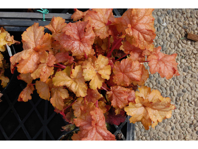 Heuchera