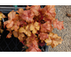 Heuchera Midas Touch ®