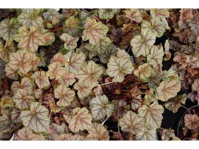 Heuchera