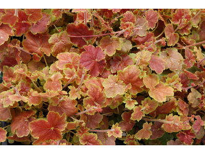 Heuchera