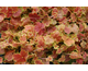 Heuchera Miracle ®