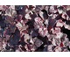 Heuchera Obsidian ®