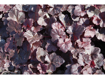 Heuchera