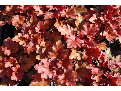 Heuchera