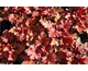 Heuchera Peach Flambe ®