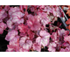 Heuchera Plum Royale ®
