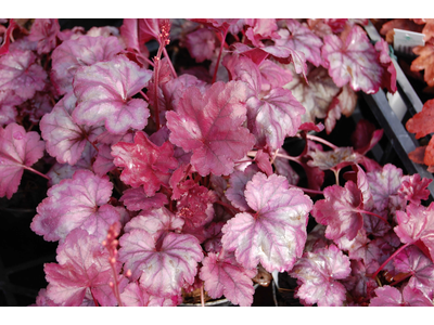 Heuchera